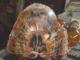 Petrified Wood Slab